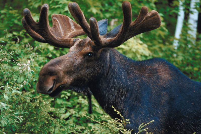 Maine Considers Another Bump in Number of Moose Hunt Permits