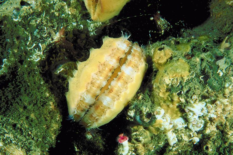 Mainers Look to Farms to Boost Scallops, a Wild Staple