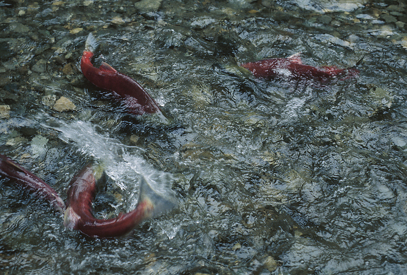 Agency: Endangered salmon can co-exist with dams on Kennebec