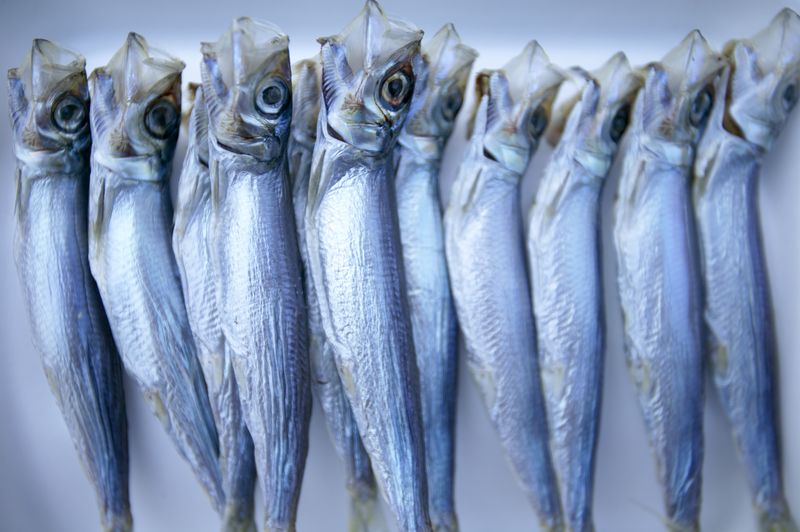 Fishery Fest isn’t Wholly Mackerel: Smelts, Salmon in Focus