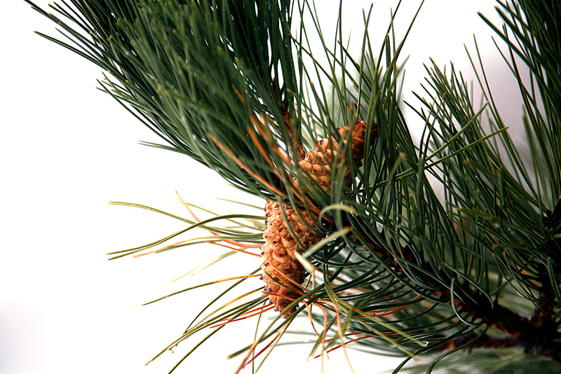 Maine Giving Out Grants to Protect Community Forest Health