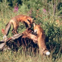 Rabid fox bites 6-year-old girl on the back of her leg | Newsradio WGAN