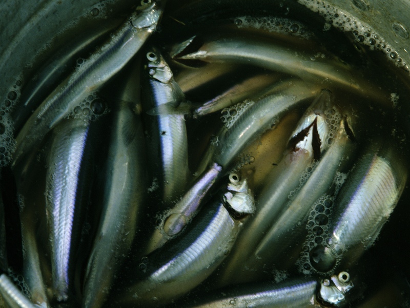 Deep Cut for Herring Fishermen, Who Seek Key Bait Fish
