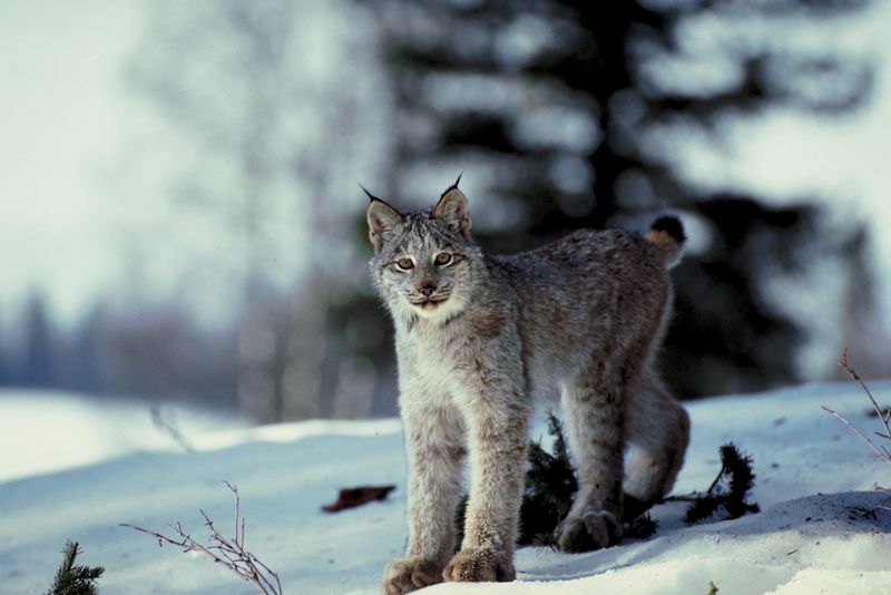 $31 million proposed for Canadian Lynx recovery plan in the U.S.