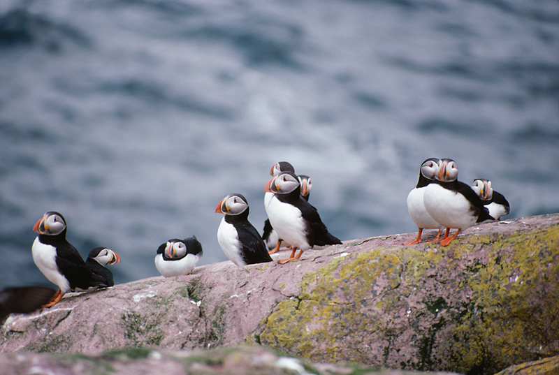 Beaked Baby Boomers: Record Year for Puffin Chicks in Maine