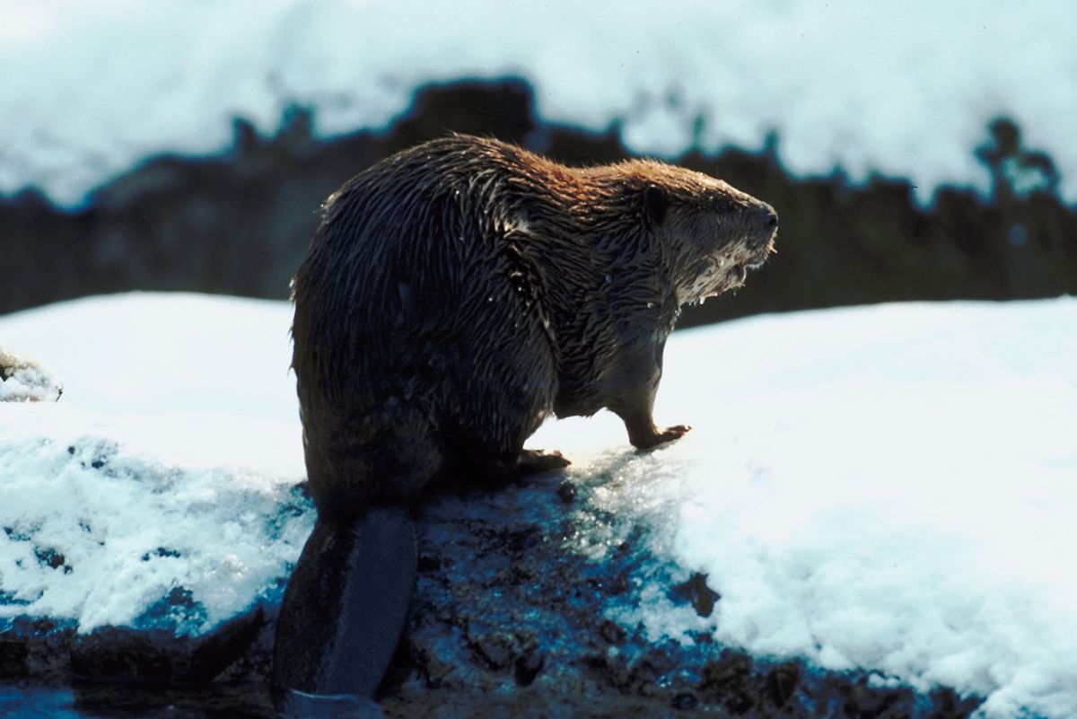 Maine Officials Hope to Stop Beavers from Flooding Road