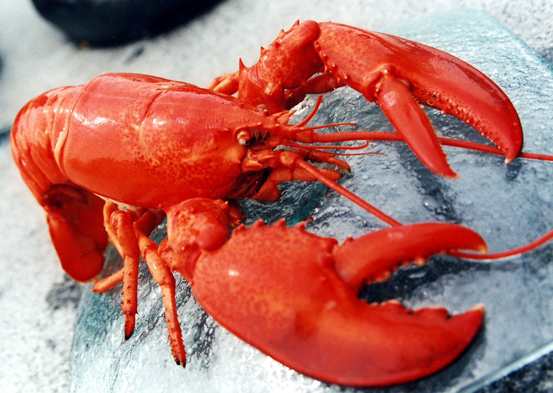 Emoji Group Tweaks Lobster Emoji Design After Complaints