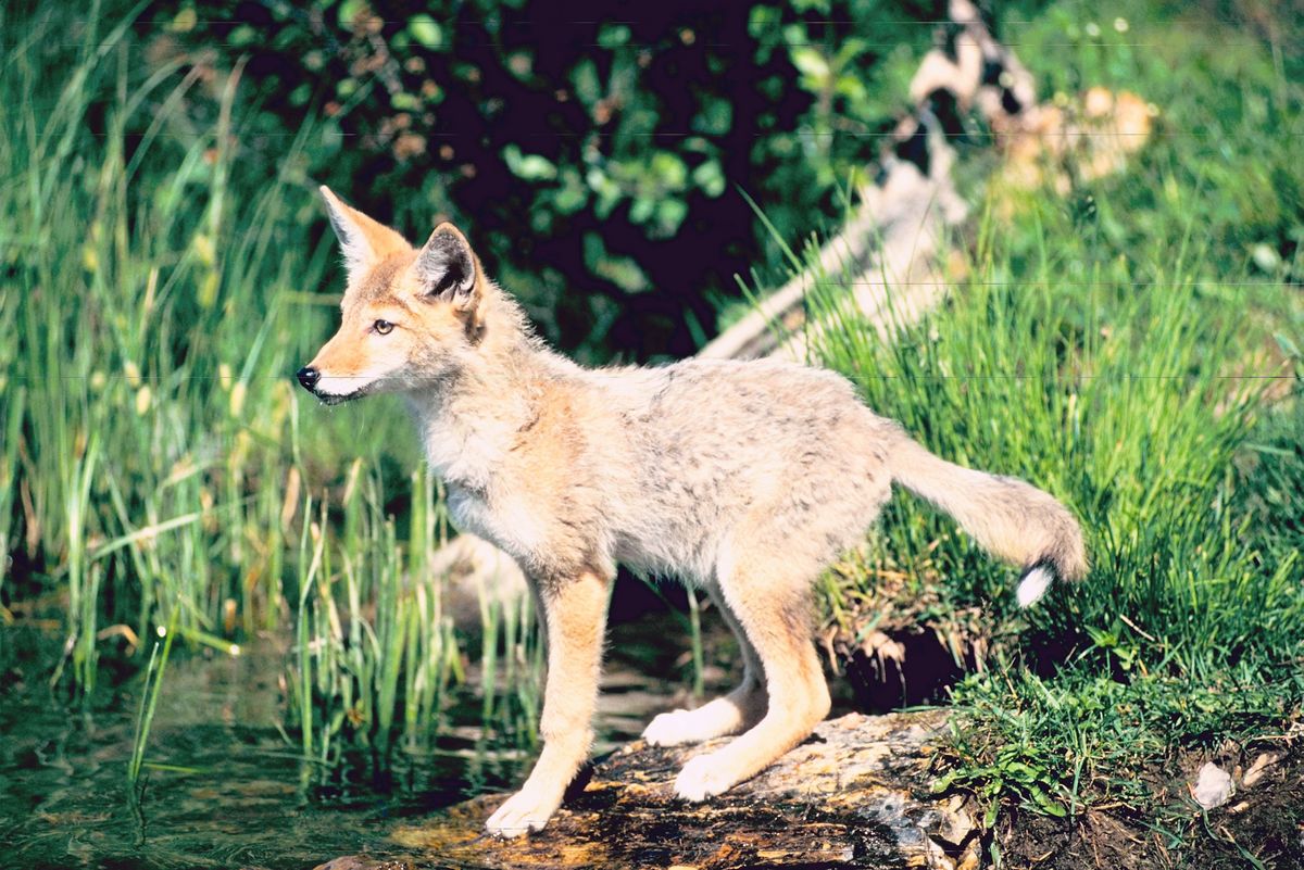 Suspected Rabid Coyote Shot and Killed Suspected Rabid Coyote Shot and Killed