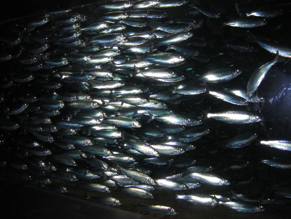 East Coast herring fishery will be shut down until 2022
