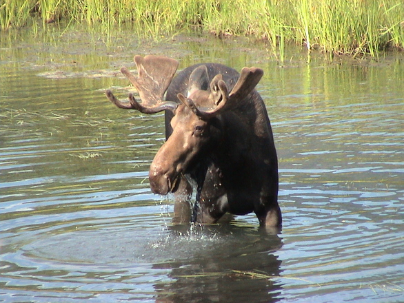 Maine Moose Study Showing High Survival in Northern Areas