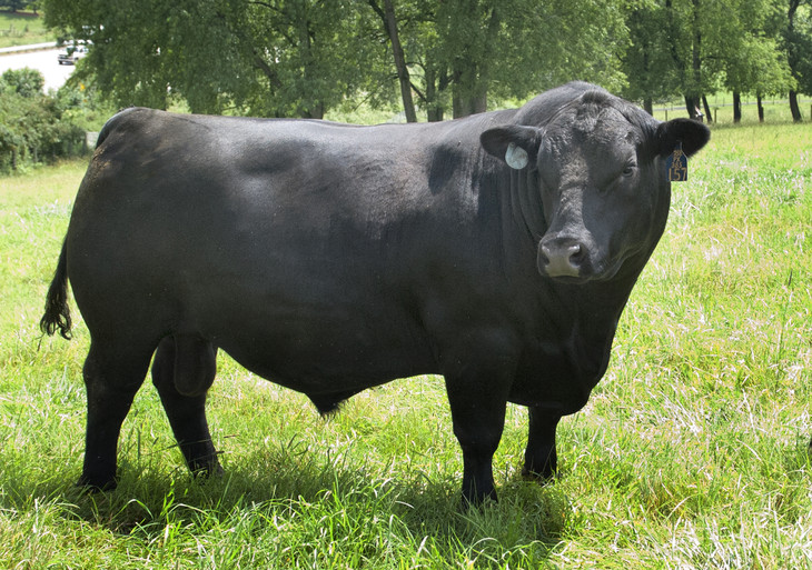 Police Chief Standing by Decision to Shoot 600-Pound Bull