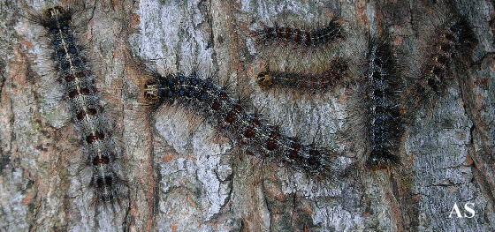 Maine Says It’s Time to Kill Rash-Causing Caterpillars