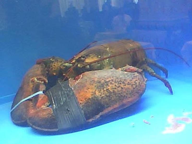 Experts say that Maine’s lobster industry might take a hit due to New Tariffs