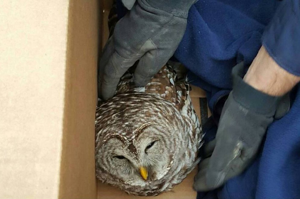 Owl Remembered For Inspiring Thousands Of Maine Students