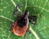 Adult Deer Tick