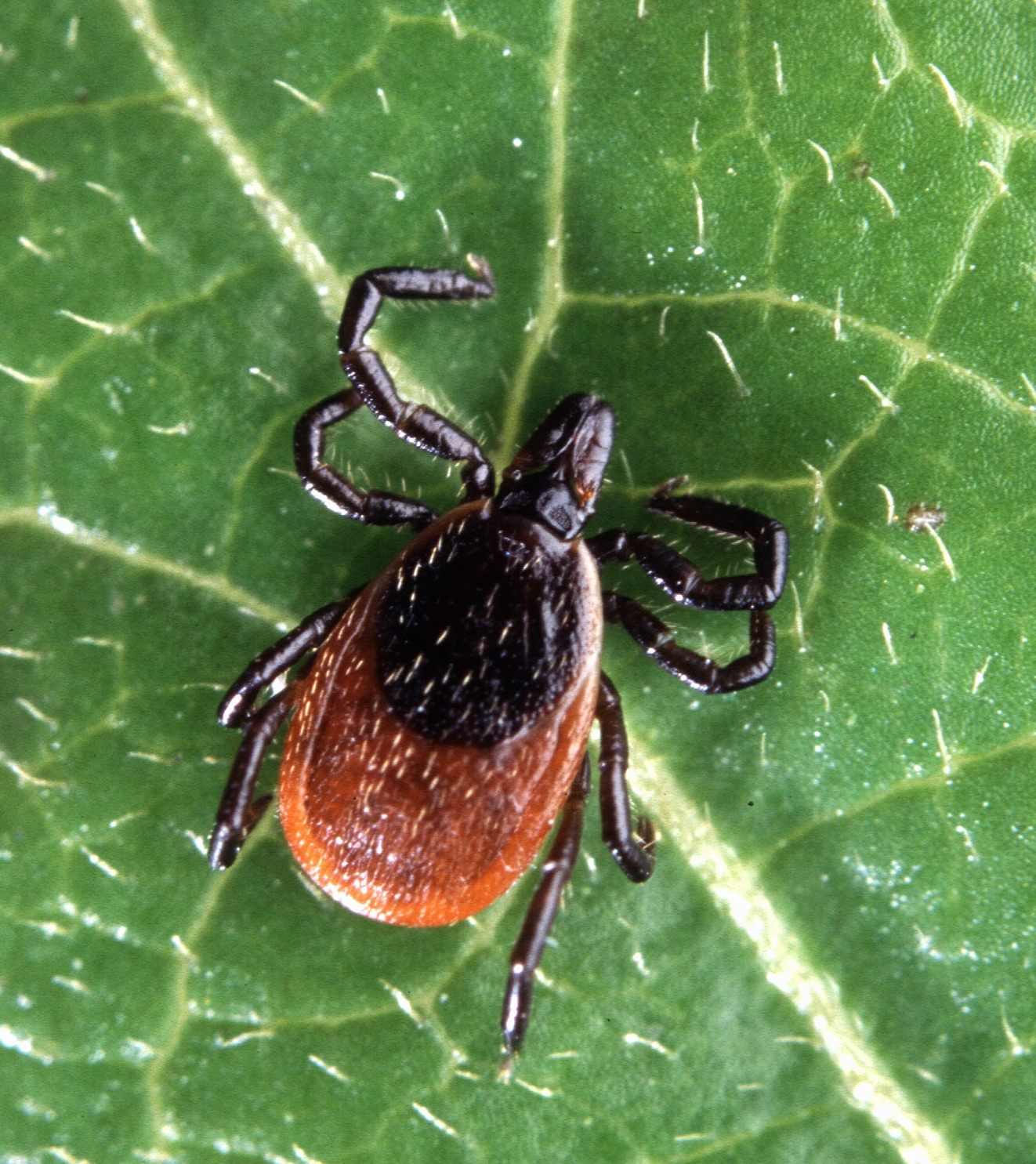 UMaine Researchers Seek to Protect Forest Workers from Ticks