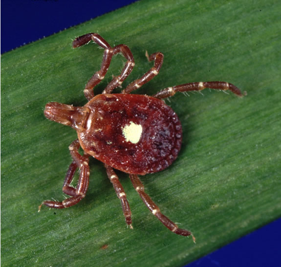 UMaine calls on land managers and citizen scientists to help collect ticks