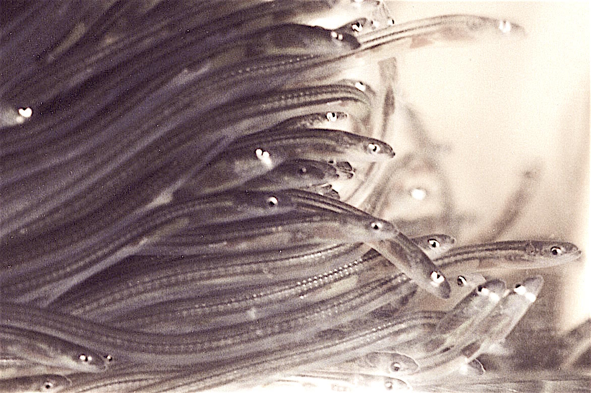 Maine Man Gets Probation for Trafficking Baby Eels