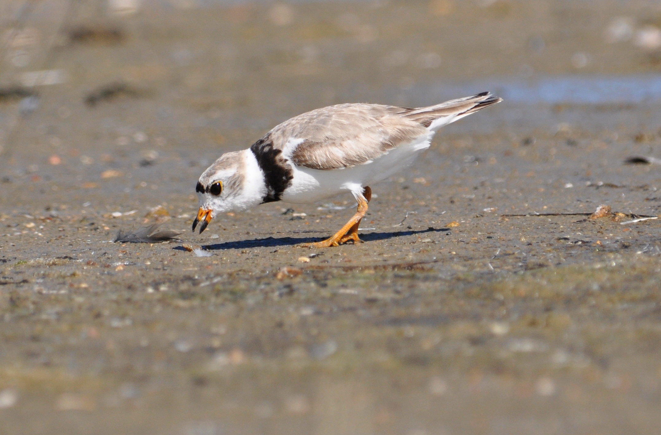 Programs Helped More than 100 Maine Plover Chicks Fledge