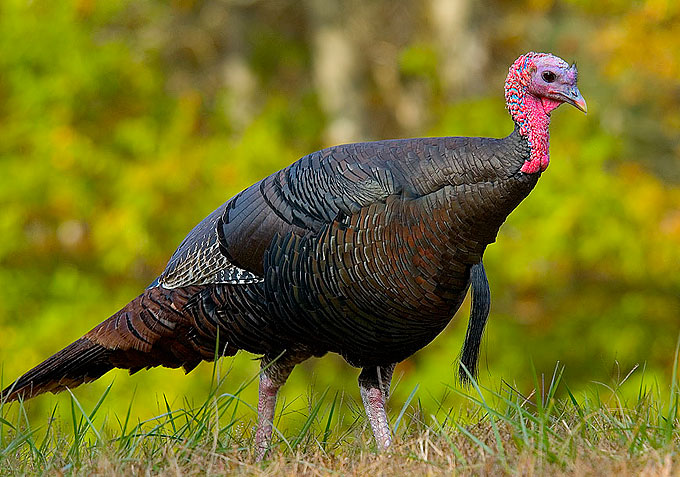 Maine turkey hunt ending for the fall