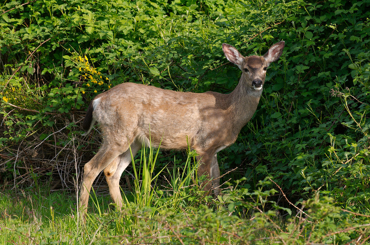 Man Who Was on Deer Hunt a Day Earlier Saves Buck with Boat