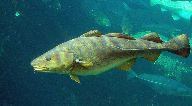 Commerce Dept. Rejects New England Cod Catch Limits