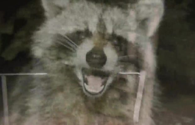 Maine CDC Looking for Person Who Moved Rabies Infected Raccoon in Wells