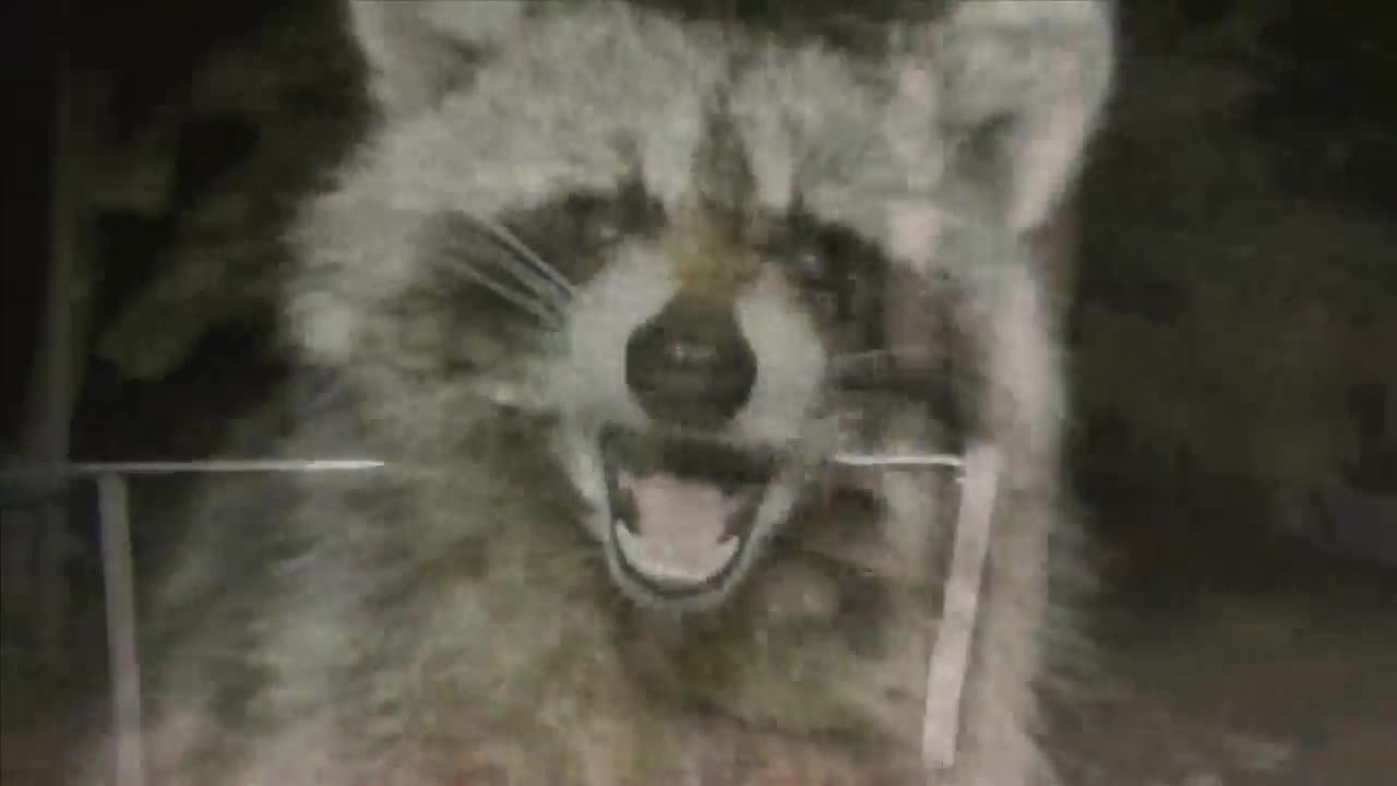 Racoon in Cape Eliabeth Test Positive for Rabies