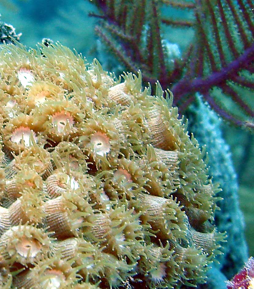 New coral protections off New England take effect this month