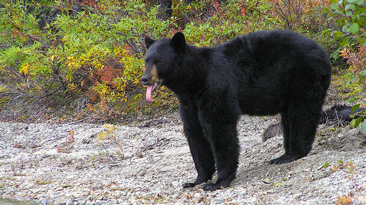 Bear Expert Says Bears More Likely To Take Bait This Year