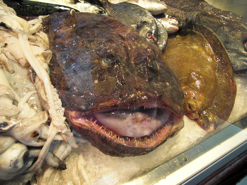 Industry, US Tout Monkfish, Atlantic’s Unloved Ugly Delicacy