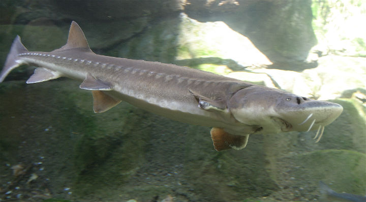 Endangered Status of Atlantic Sturgeon Up For Review