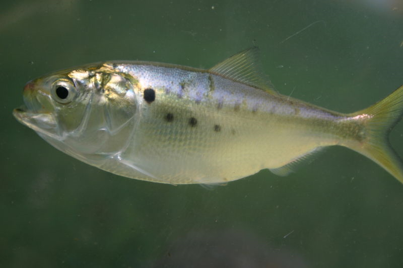 Hundreds of Dead Fish Wash Ashore Before Labor Day Weekend