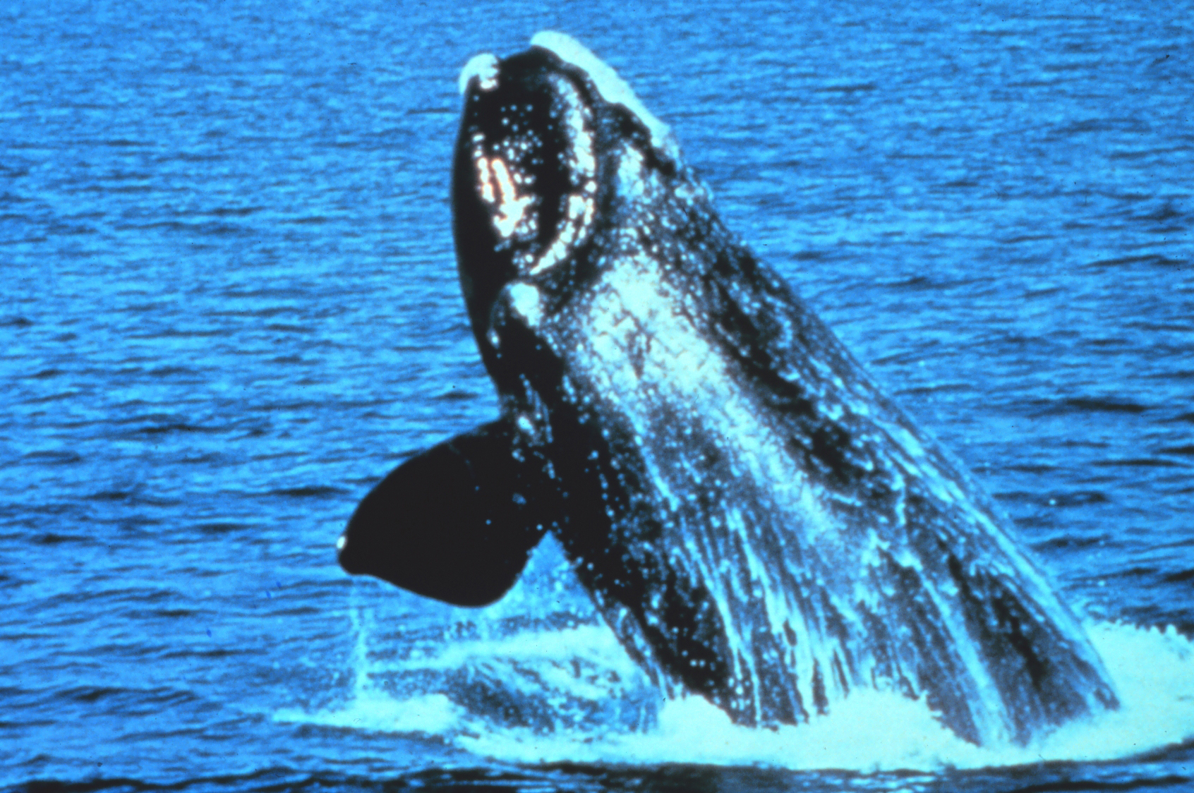Report Says Fishing Rule Might Put Whales at More Risk