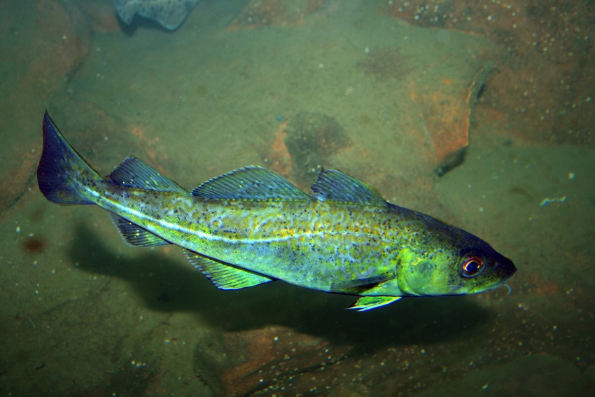 Recreational Cod Fishing to Stay Shut Down in Gulf of Maine