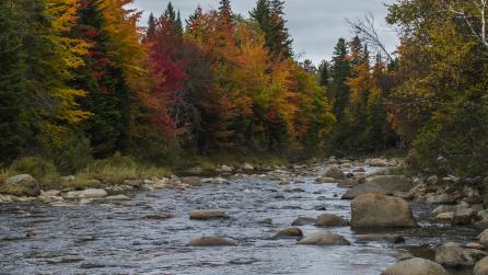 Peak Foliage Conditions Have Arrived In Most Of Maine