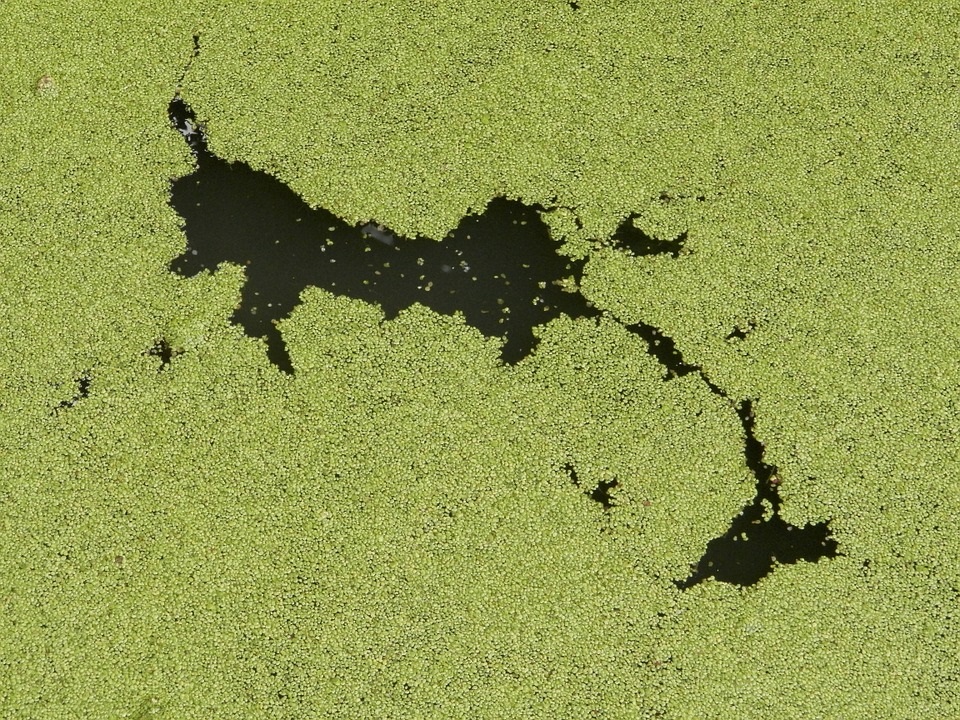 Researchers to Test Lake Waters Following Algal Blooms