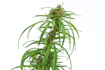 Proposed rules aim to ease Maine hemp farmers into compliance with federal laws