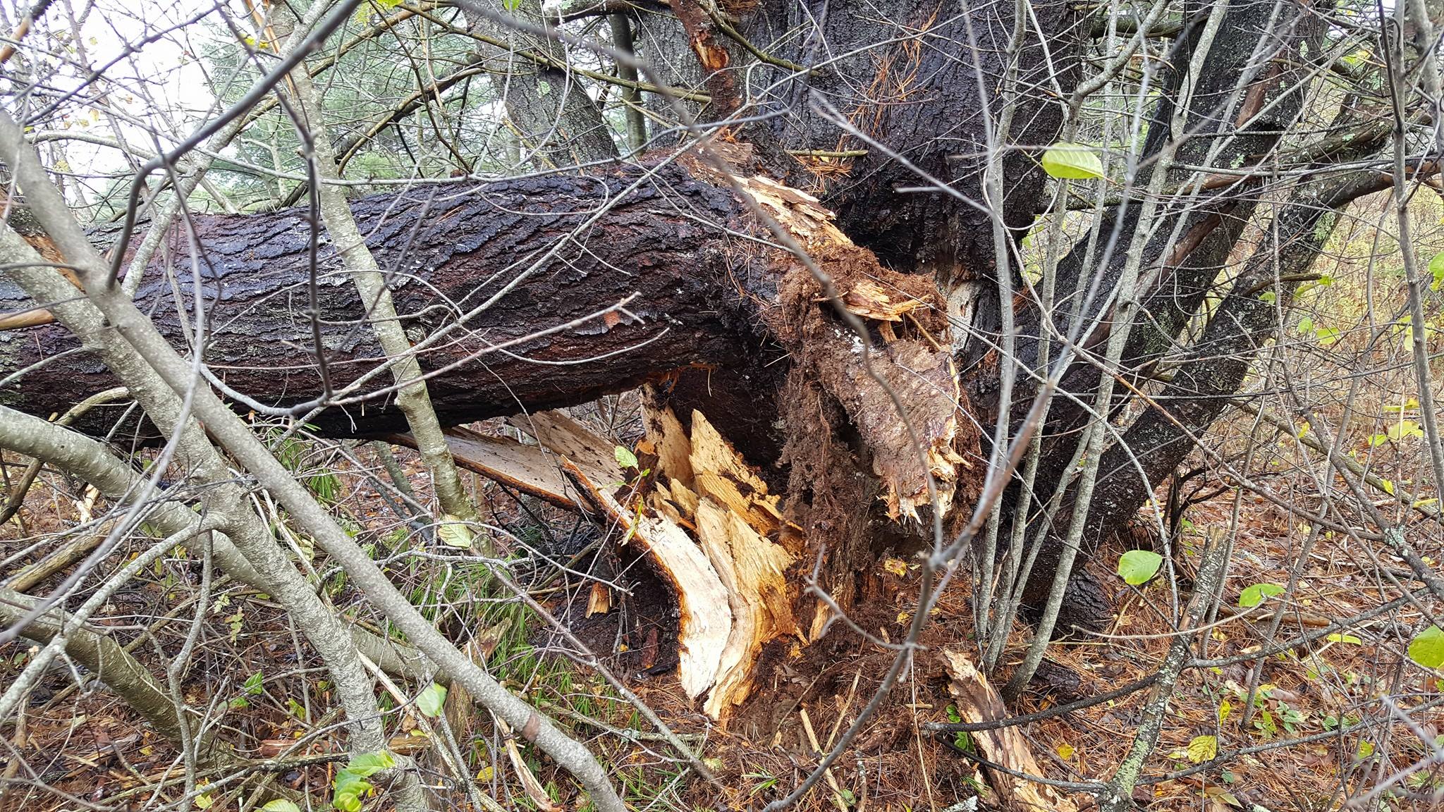 Gust topped 70 mph in Maine; tens of thousands are in dark