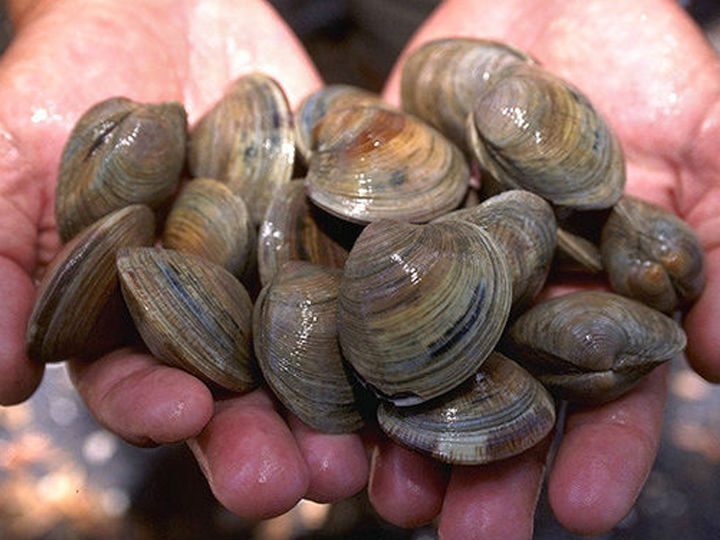 Clams are Down, but Maine’s Ready to Party in Their Honor