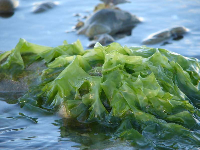 Maine seaweed growers to break state records this spring