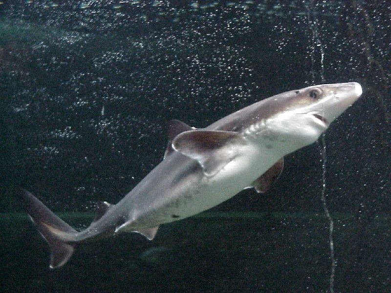 Dogfish deal sought between Maine businesses and Cuba