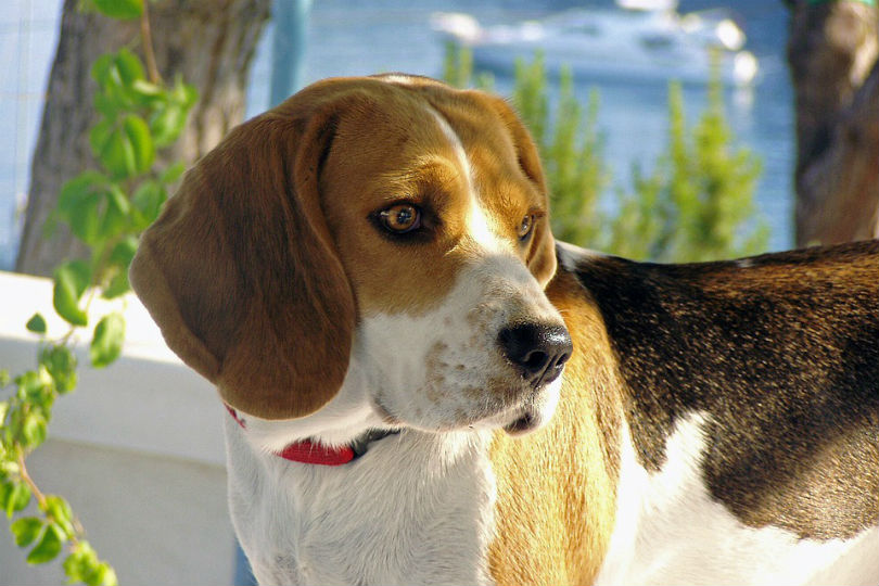 Owner Charged After 9 Dogs Left in Cold in Franklin County