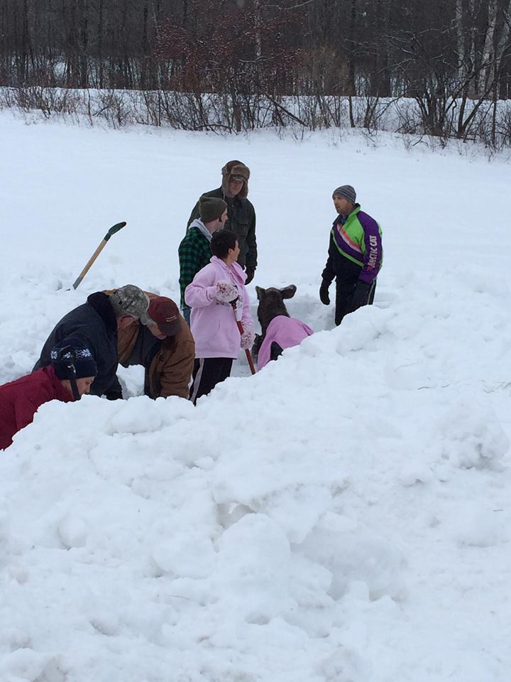 Moose Calf Rescued by Good Samaritans Put Down Due to Illness