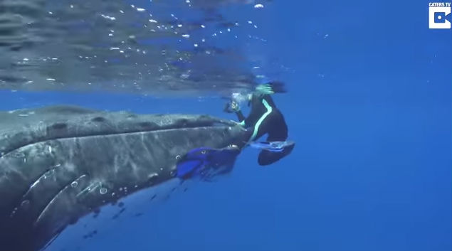 Maine Whale Biologist Says Whale Protected Her from Shark