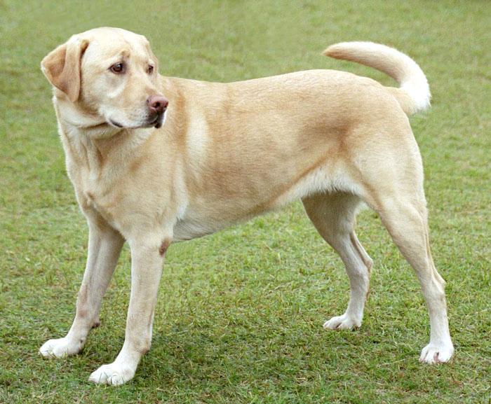 Maine Dog Missing for 5 Days Found Buried Alive in Snow