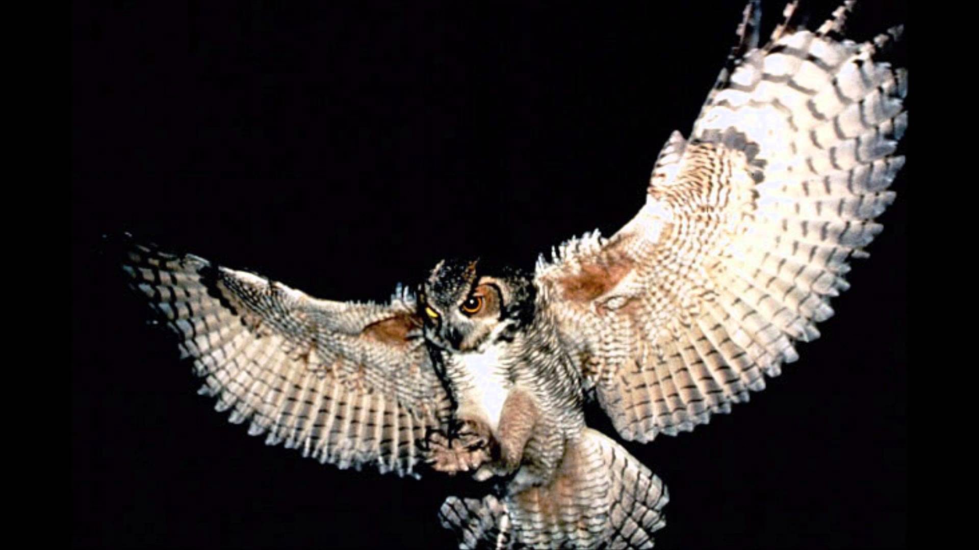 Outdoor Center Warns Skiers of Dive-Bombing Owl