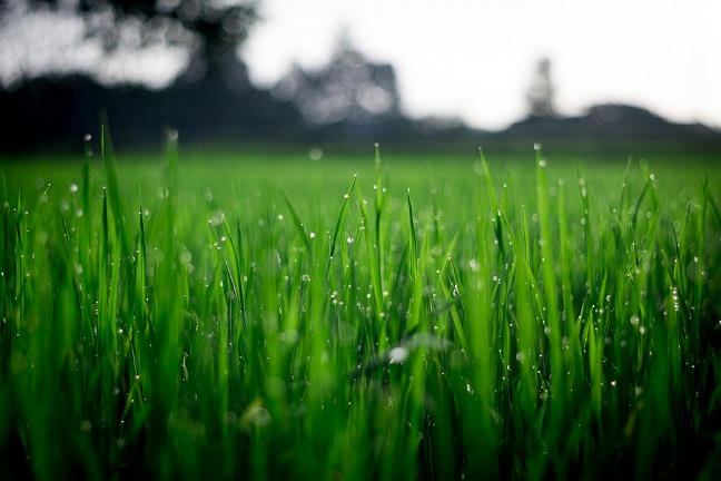Maine’s Largest City Approves Ban of Synthetic Pesticides