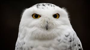 Snowy Owls A Problem At The Jetport
