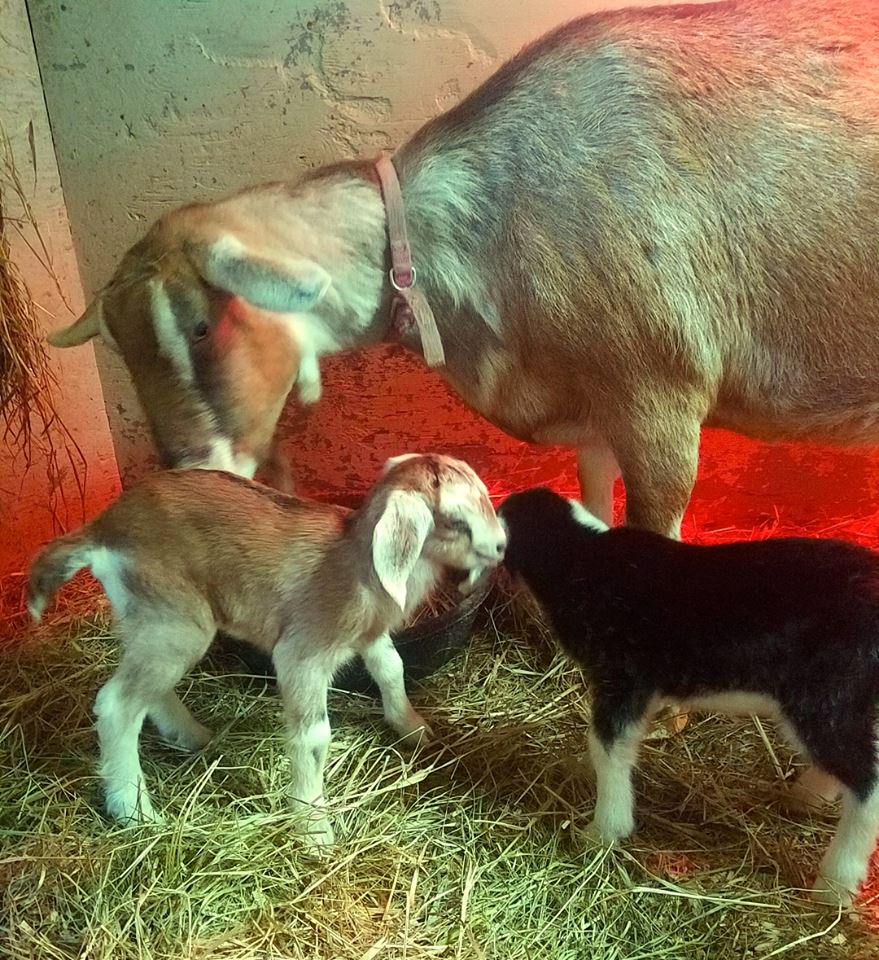 Man Barred From Farm Where Pregnant Goat Was Shot